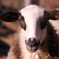 Dry summer may not have killed liver fluke