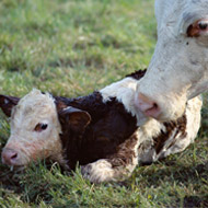 New test detects Johne's disease in day-old calves 