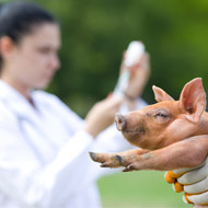 Hysolv UK launches new swine flu vaccination