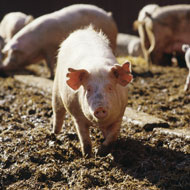 African swine fever confirmed in southern China