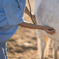 Survey to explore satisfaction in equine practice