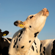 Study shows cows communicate through individual 'voice'