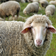 European sheep network project awarded funding