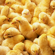 'Listening' to newly-hatched chicks could improve welfare - study