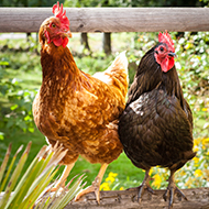 New treatment to tackle red mite in backyard poultry