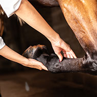 New equine wound management resources launched