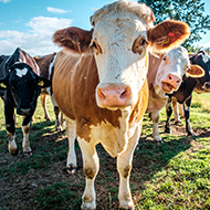 Bovine TB vaccine field trials given go-ahead