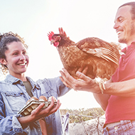 Chicken ownership on the rise, survey reveals