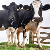 Vets draw on behavioural science to tackle bovine TB