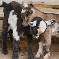 Goat kids should be treated differently to calves, study finds