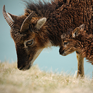 'Breakthrough' vaccine vehicle for sheep and goats 