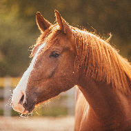 Fellowship to provide new approaches to equine grass sickness