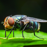 Blowfly risk 'severe' across much of UK