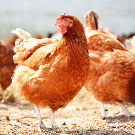 Study highlights potential of avian influenza to infect commercial flocks