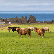 Moredun and Orkney Livestock Association announce partnership