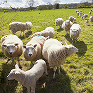 Moredun receives funding boost for 'Smart Sheep Project'