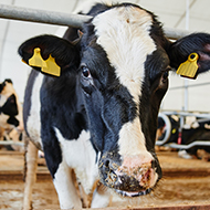 Ceva to host webinar on bovine respiratory disease