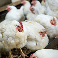 Avian influenza confirmed in Kent