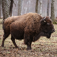 European bison returns from brink of extinction in IUCN Red List update