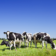 APHA appoints Eville & Jones to run bovine TB vaccine field trials