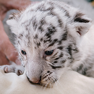 Rare white tiger cub born at Nicaragua zoo