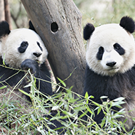 Edinburgh Zoo may have to return giant pandas to China