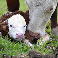 Metabolic testing could improve fertility in beef herds - study