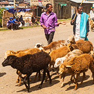 Rainfall drives genetic adaptation in Ethiopian sheep, study finds