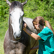 Equine News