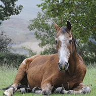 Equine News