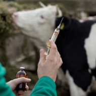 Trials underway for new bTB cattle vaccine