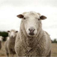 Sheep farmers urged to take action on wormer resistance