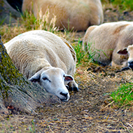 Pregnant ewes lying behaviour associated with lamb birth weight