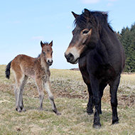 Equine News