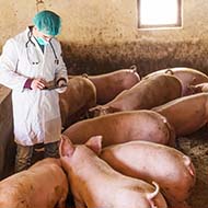 Vet MP calls for swift action on pig crisis