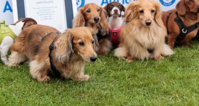 Dachshund dog walk sets world record