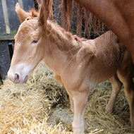 Rare Suffolk Punch foal born at museum