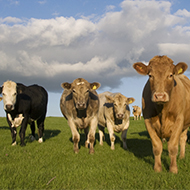Welsh government adjusts bovine TB testing rules