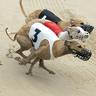 Welfare organisations renew calls for greyhound racing ban
