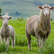 Sheep scab research awarded £1.2m grant