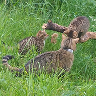 Wildcat kittens born in Cairngorms National Park