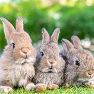 Practices urged to get involved with Rabbit Awareness Week
