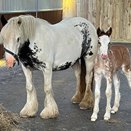 'Smuggled' pregnant mare gives birth after being rescued