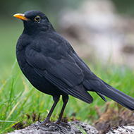 Blackbirds under threat from mosquito-borne virus