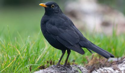 Blackbirds under threat from mosquito-borne virus