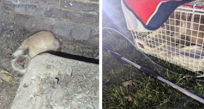Trapped cat rescued at St Paul's Cathedral