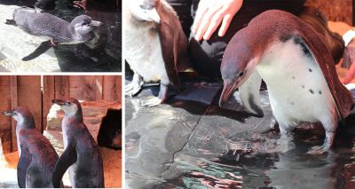 London Zoo penguin chicks take to water for first time