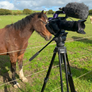 World Horse Welfare video guides explore equine care