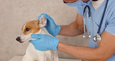 Blue light could help treat canine ear infections, study finds
