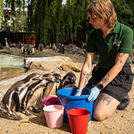 London Zoo animals receive summer treats